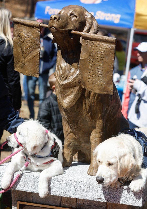 ASHLAND, MA - MARCH 30 -SATURDAY: A pair of golden retriever service dogs sit beside sculptor Jeffrey Buccacio's statue of Spencer, the official Boston Marathon dog Spencer, following an unveiling ceremony honoring the late mascot, along the marathon route March 30, 2024, in Ashland, Massachusetts. (Photo by Paul Connors/Media News Group/Boston Herald)