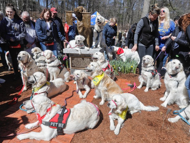 A pack of golden retriever service dogs gather around the statue of Spencer, the official Boston Marathon dog Spencer, along the marathon route on Saturday in Ashland. (Photo by Paul Connors/Media News Group/Boston Herald)
