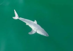 The shark researchers believe they saw a newborn white shark shedding its embryonic layer. (Carlos Gauna/The Malibu Artist)
