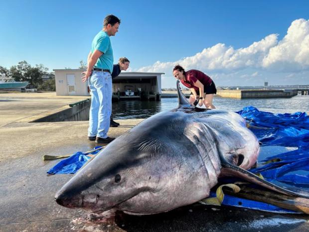 Researchers examine the body of the dead great white shark. (NOAA Fisheries/Meaghan Emory)