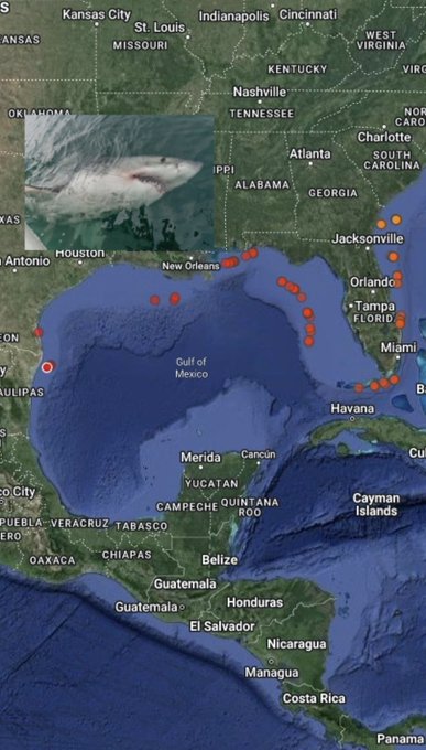 White shark LeeBeth has made shark science history, pinging in off the coast of Matamoros, Mexico. (Atlantic White Shark Conservancy graphic)