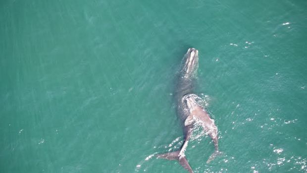 Researchers have identified the North Atlantic right whale found dead off Georgia earlier this week as a 1-year-old female. The yearling was spotted last April with her mother in Cape Cod Bay. (New England Aquarium/Woods Hole Oceanographic Institution)